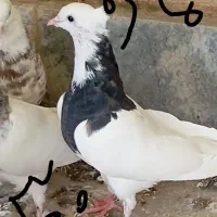 کبوتر|پرنده|سنندج, |دیوار