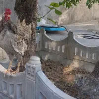 مرغ و خروس گلین طوسی