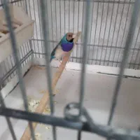 فنچ گلدین نر آبی