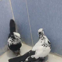 دم سیاه|پرنده|اسلام‌شهر, شهرک سعیدیه|دیوار