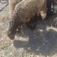 کاور نر پوشی کیلوی نیست|حیوانات مزرعه|مریوان, |دیوار