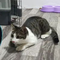 واگذاری گربه DSH 8 ماهه|گربه|تهران, نیروی هوایی (پیروزی)|دیوار