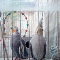یک جفت عروس هلندی