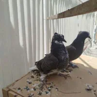 جوجه کفتر به شرط