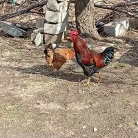 مرغ و خروس|حیوانات مزرعه|سیلوانه, |دیوار