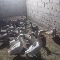 غاز یا بت بیابانی و اکراینی و اردک خارجی