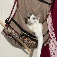 واگذاری گربه|گربه|بابل, |دیوار