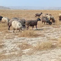 میش|حیوانات مزرعه|بنارویه, |دیوار