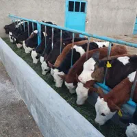 فروش گوساله دورگ‌محلی و سمینتال