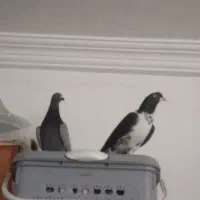 کبوتر|پرنده|بجنورد, |دیوار