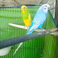 یک جفت مرغ عشق درحال چال گرم کردن