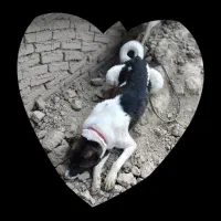 سگ نژاد البرا