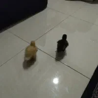 جوجه اردک