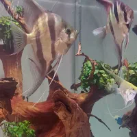 ماهی آنجل آلتوم دیسکس آکواریوم