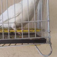 معاوضه عروس هلندی