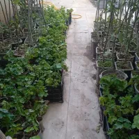 نهال میوه گل آپارتمانی