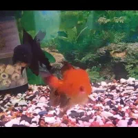 گلفیش با گرید عالی و رنگ درجه ۱|ماهی|تهران, باغ خزانه|دیوار