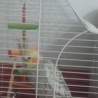 فروش عروس هلندی|پرنده|ری, ظهیرآباد|دیوار