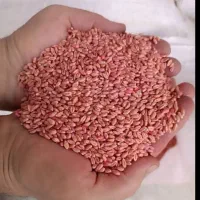 گندم بوجاری۲۷