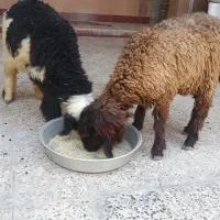 بره ماده