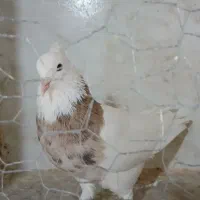 کبوتر طوقی،،سرور