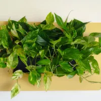 قاب دیواری پتوس|گل و گیاه طبیعی|اصفهان, پینارت|دیوار