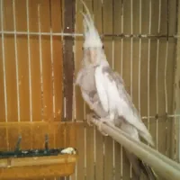 عروس هلندی|پرنده|مشهد, سجادیه|دیوار