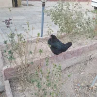 فروش مرغ شترک یک کیلومتر بعدازمهرگان