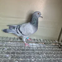 کبوتر پلاکی|حیوانات|خمینی‌شهر, |دیوار