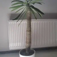 گل نخل ماداگاسکار ( پاکیپودیوم لامری)|گل و گیاه طبیعی|سقز, |دیوار