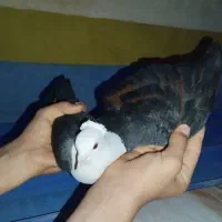 کبوتر کله سفید جوون