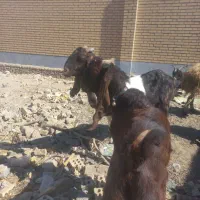 بز با گوسفند|حیوانات مزرعه|ماهدشت, |دیوار