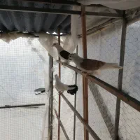 کفتر|پرنده|تهران, اقدسیه|دیوار