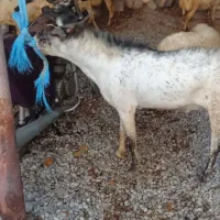 بز نر|حیوانات مزرعه|قلعه قاضی, |دیوار