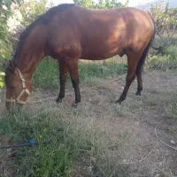 فروش کره نریان ترکمن ..یورقه