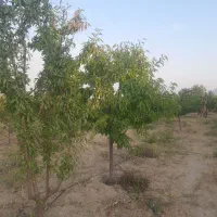 باغ گاستارا
