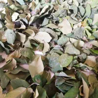 برگ خشک شده به
