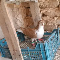 کفتر فروشی قیمت ۵۰۰|پرنده|شهرآباد, |دیوار