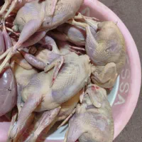 بلدرچین۶۵روزه