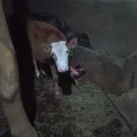 گاو|حیوانات مزرعه|مهربان, |دیوار