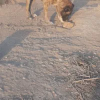 سگ ماده