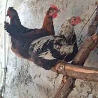 خروس محلی سعدآباد