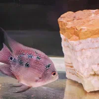 فلاور ماده مولد سایز ۱۲ سانت