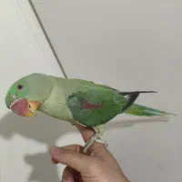 جوجه شاه طوطی 6ماهه