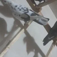 کبوترپرشی|پرنده|زیویه, |دیوار