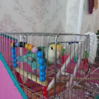 کوتوله برزیلی