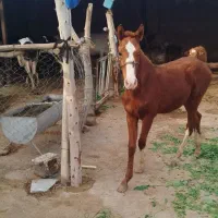 نریان|اسب و تجهیزات اسب‌سواری|شوشتر, |دیوار