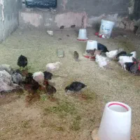 جوجه های چهل روزه و دو ماهه و سه ماهه