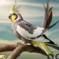عروس هلندی گمشده محدوده نبوت یازده متری