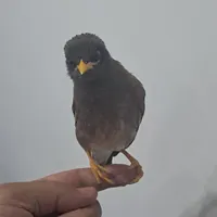جوجه مینا ۲ماه جوجه شهریار کاملا رام